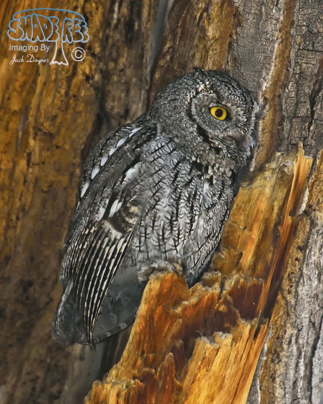 Western Screech-Owl - Otus kennicottii