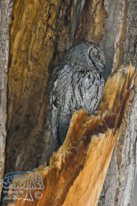 2016-03-20 & 22 Rio Grande Nature Center