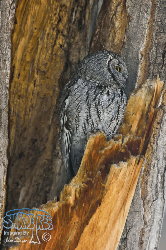 Western Screech-Owl - Megascops kennicottii