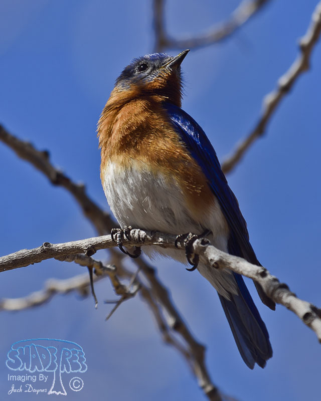 Eastern Bluebird - Sialia sialis