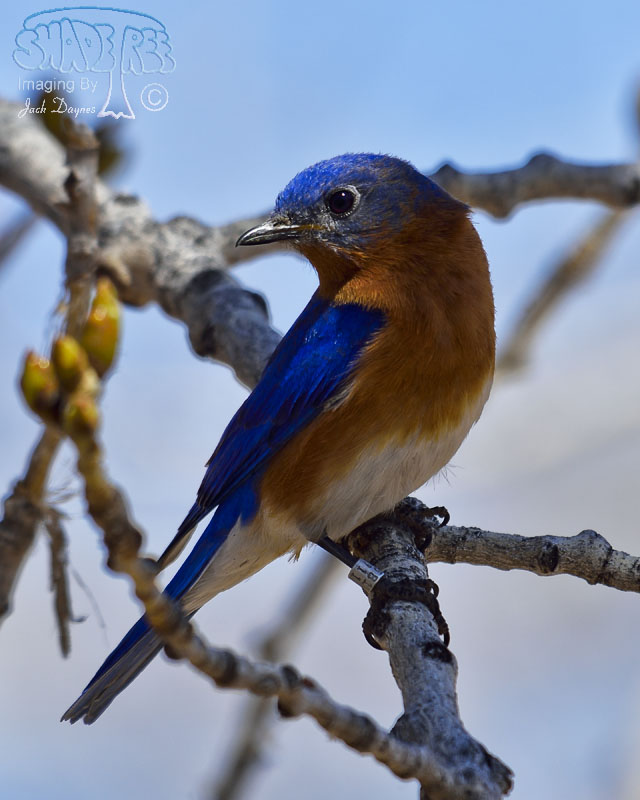Eastern Bluebird - Sialia sialis