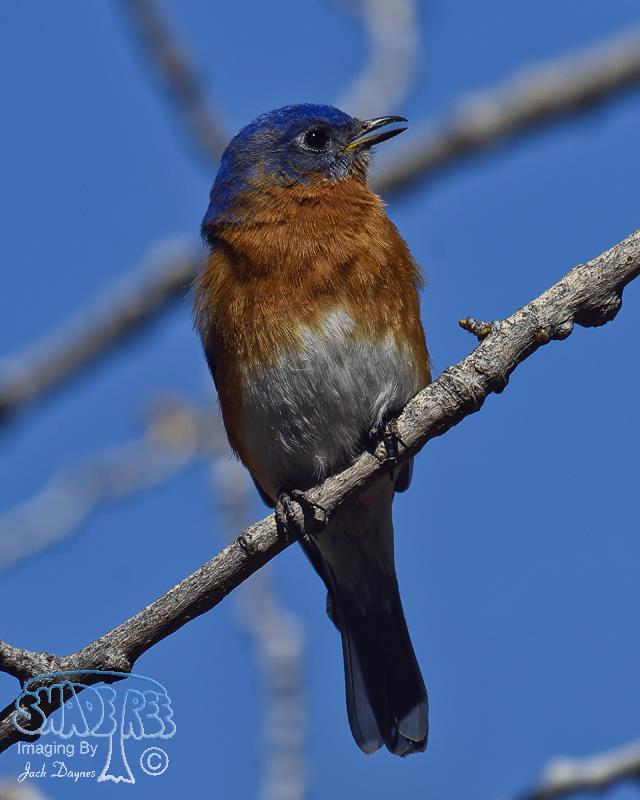 Eastern Bluebird - Sialia sialis