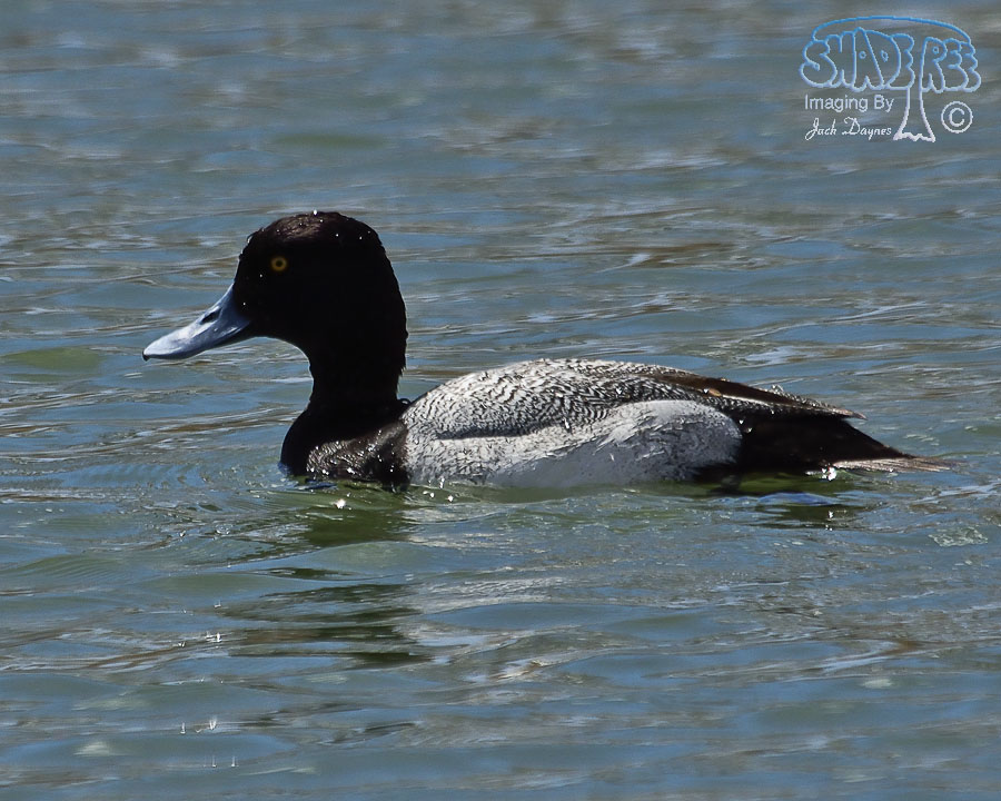 Lesser Scaup - Aythya affinis