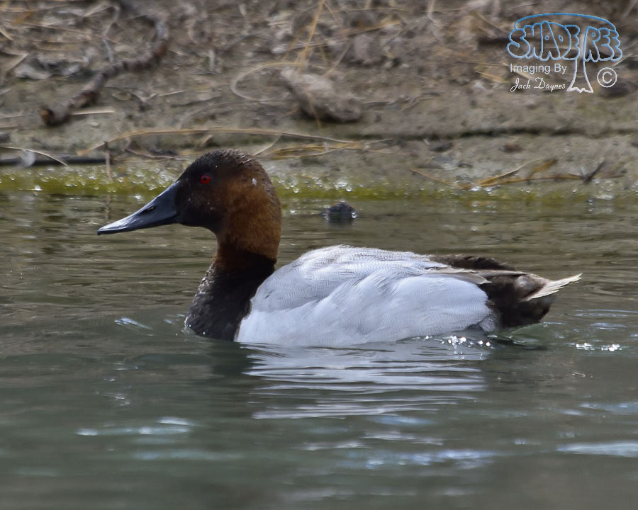 Canvasback - Aythya valisineria