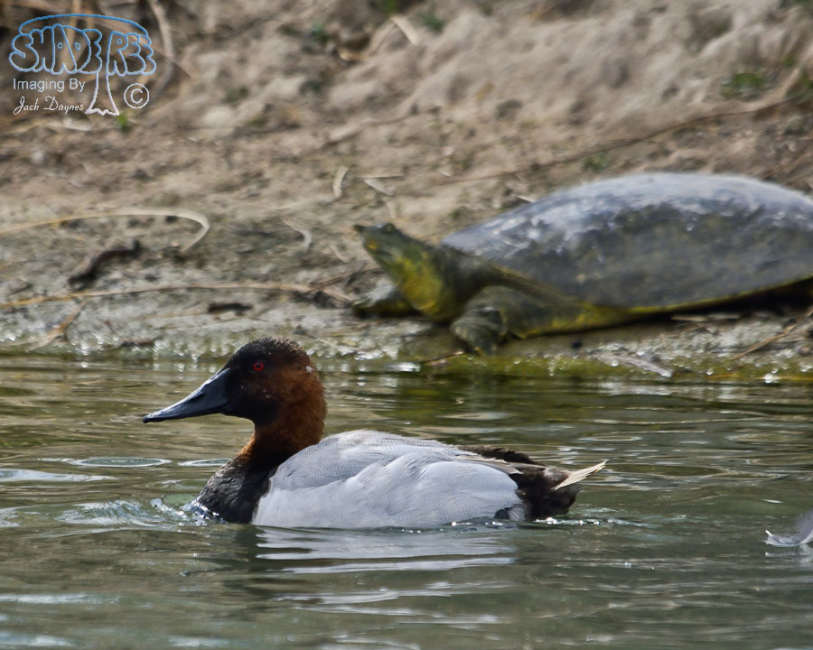 Canvasback - Aythya valisineria