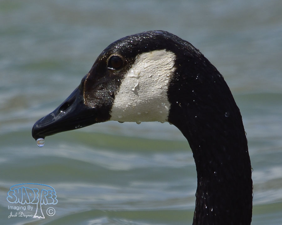 Canada Goose - Branta canadensis
