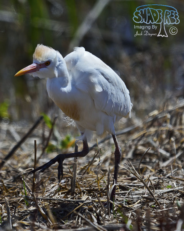 Cattle Egret - Bubulcus ibis