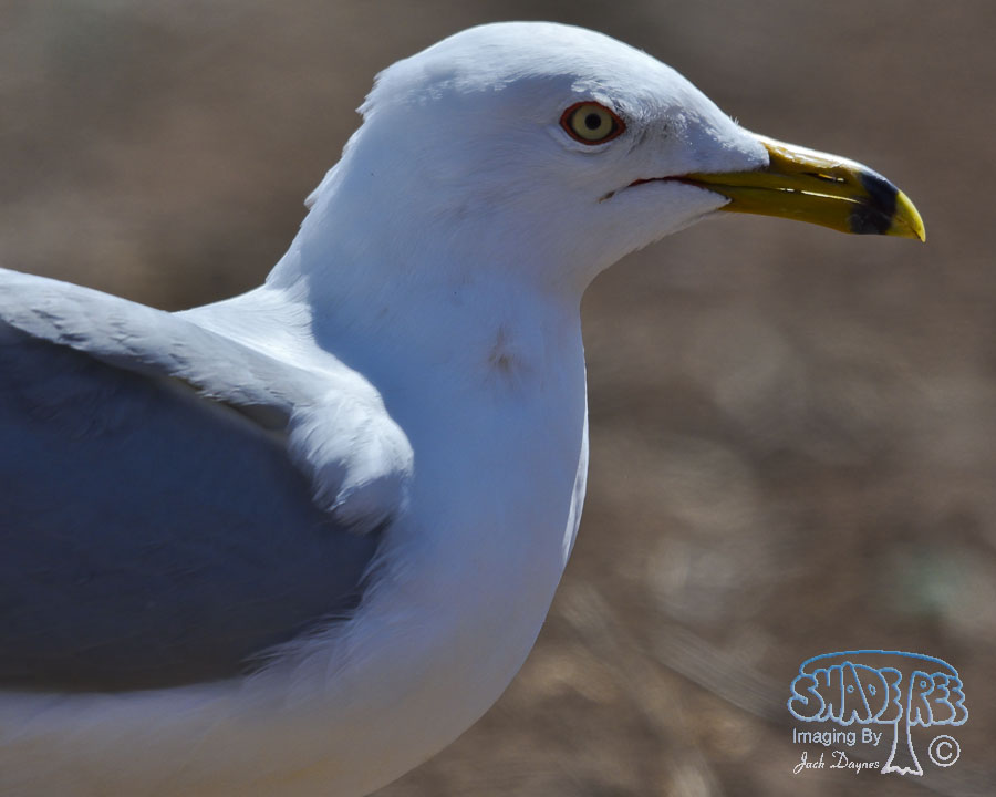 Ring-Billed Gull - Larus delawarensis