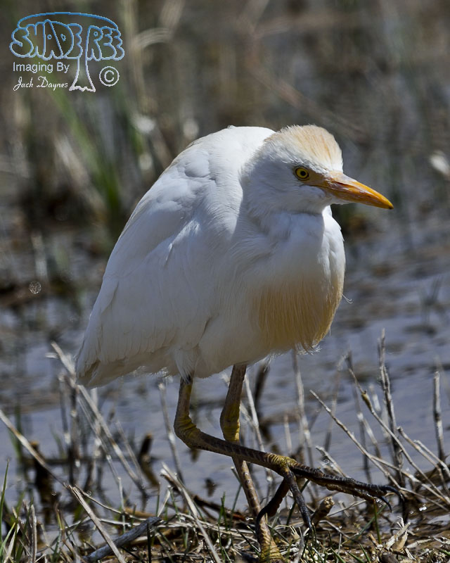 Cattle Egret - Bubulcus ibis