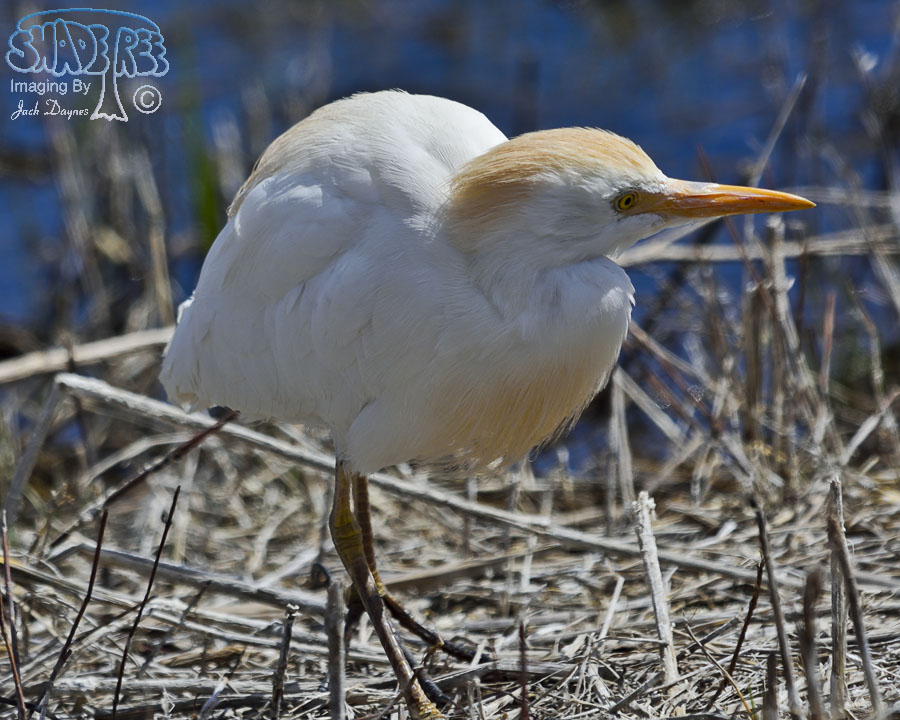 Cattle Egret - Bubulcus ibis