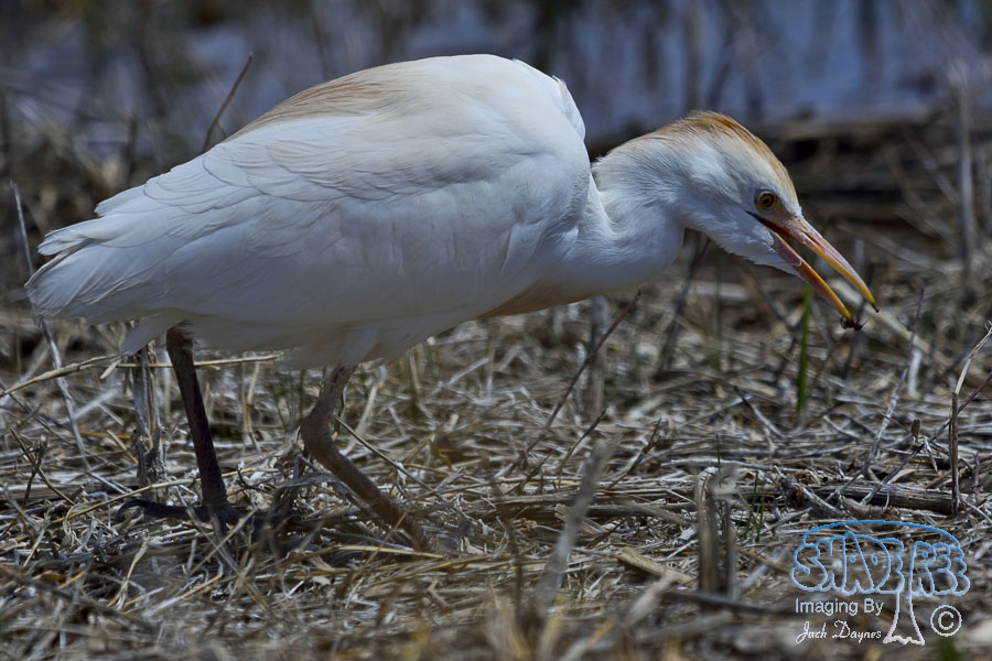 Cattle Egret - Bubulcus ibis