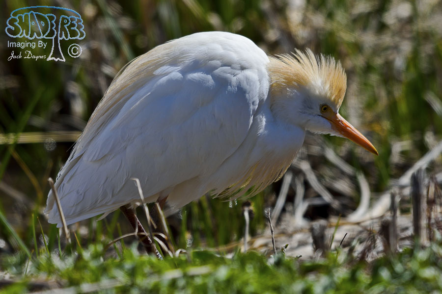 Cattle Egret - Bubulcus ibis