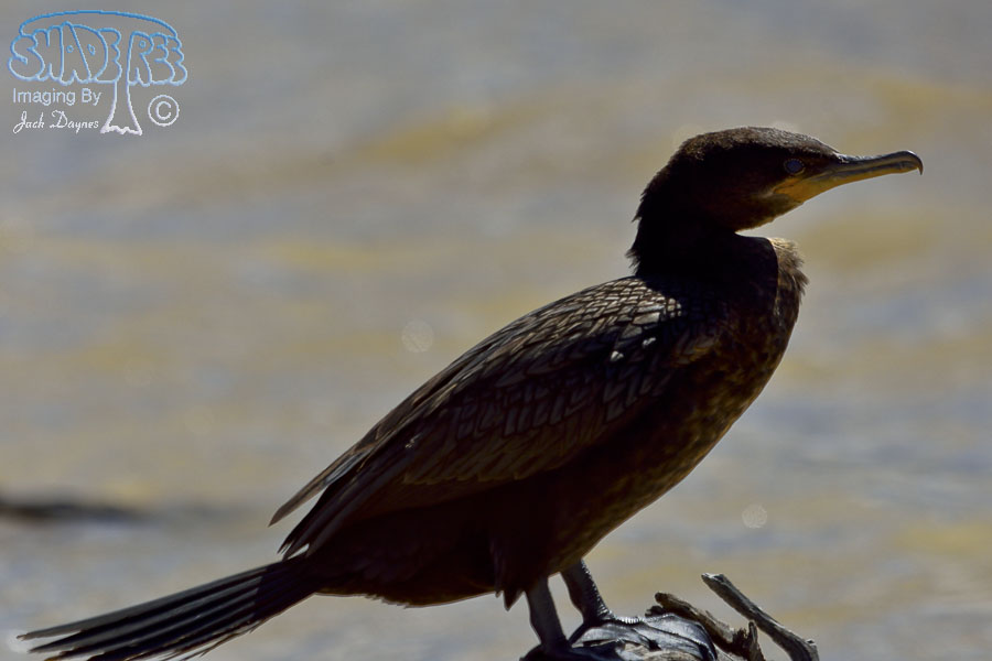 Neotropic Cormorant - Phalacrocorax brasilianus