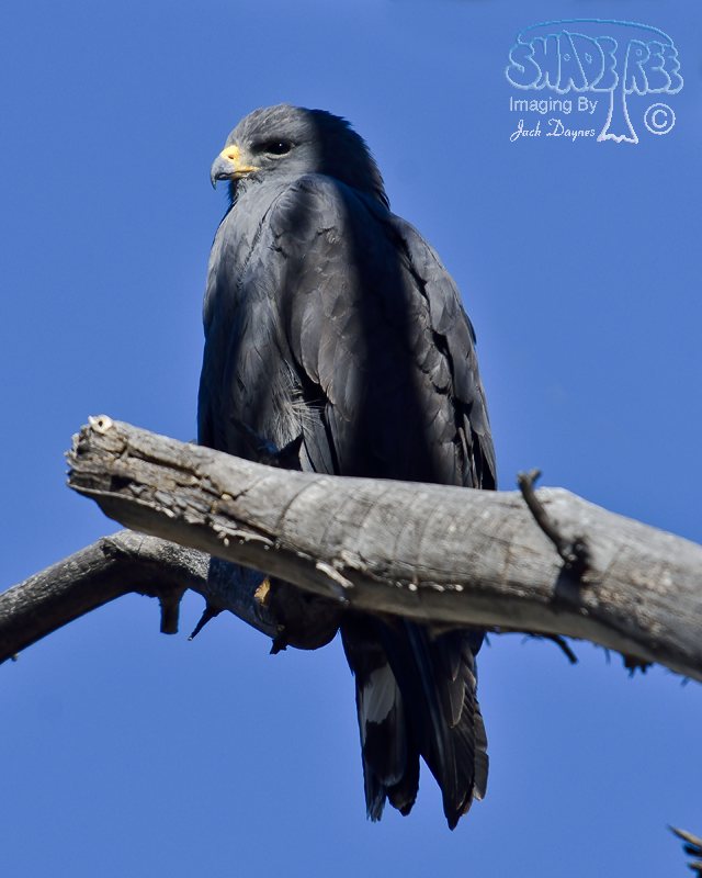 Common Black-Hawk - Buteogallus anthracinus