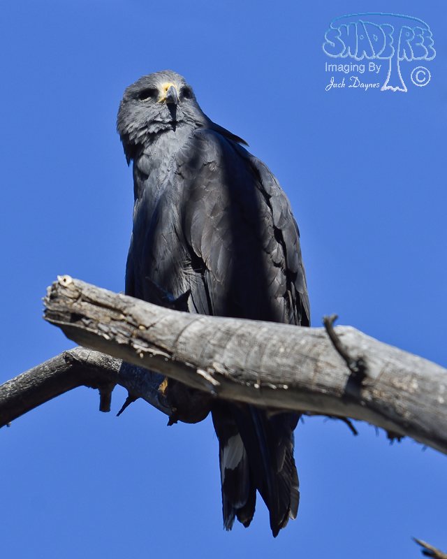 Common Black-Hawk - Buteogallus anthracinus