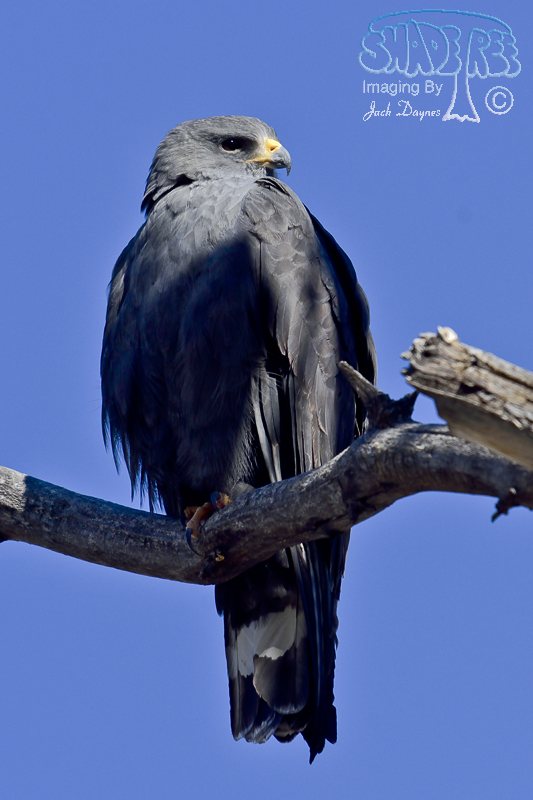 Common Black-Hawk - Buteogallus anthracinus