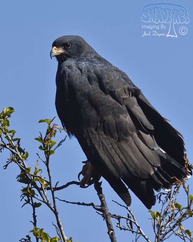 Common Black-Hawk - Buteogallus anthracinus