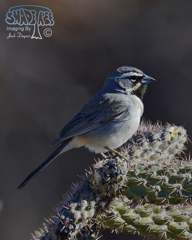 Black-Throated Sparrow - Amphispiza bilineata