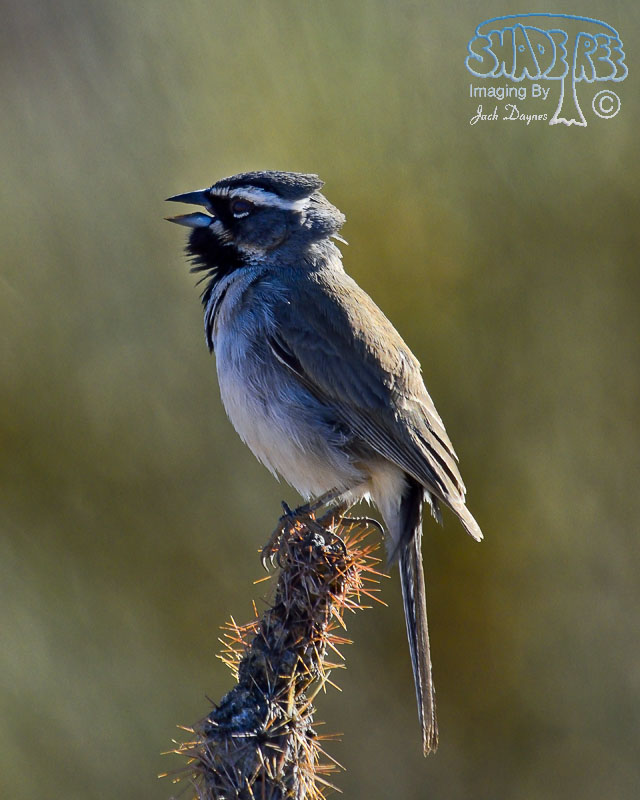 Black-Throated Sparrow - Amphispiza bilineata
