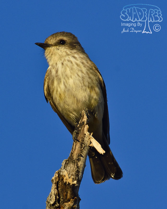 Vermilion Flycatcher - Pyrocephalus rubinus