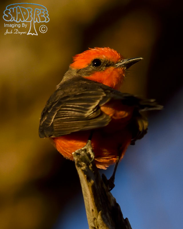 Vermilion Flycatcher - Pyrocephalus rubinus