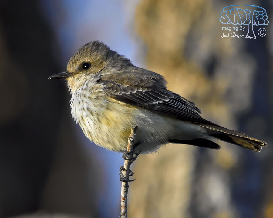 Vermilion Flycatcher - Pyrocephalus rubinus