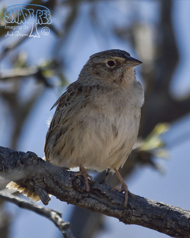 Cassin's Sparrow - Peucaea cassinii