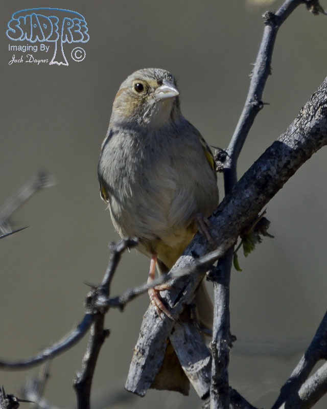 Cassin's Sparrow - Peucaea cassinii