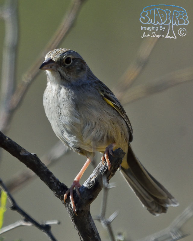 Cassin's Sparrow - Peucaea cassinii