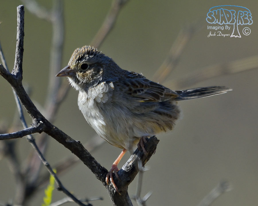 Cassin's Sparrow - Peucaea cassinii