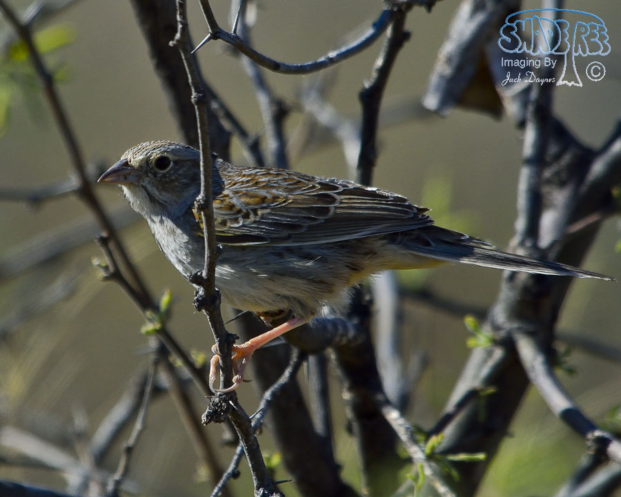 Cassin's Sparrow - Peucaea cassinii