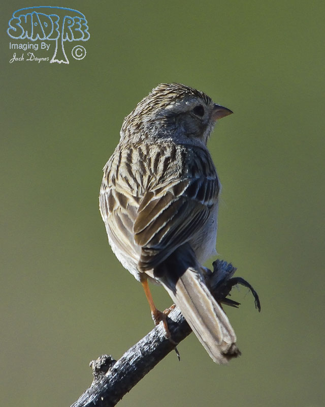 Cassin's Sparrow - Peucaea cassinii