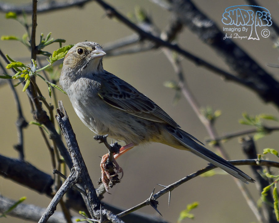 Cassin's Sparrow - Peucaea cassinii