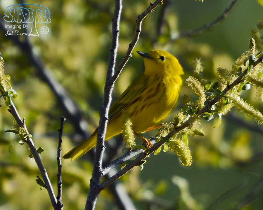 American Yellow Warbler - Setophaga petechia
