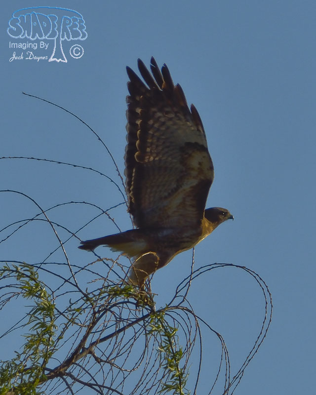 Red-Tailed Hawk - Buteo jamaicensis