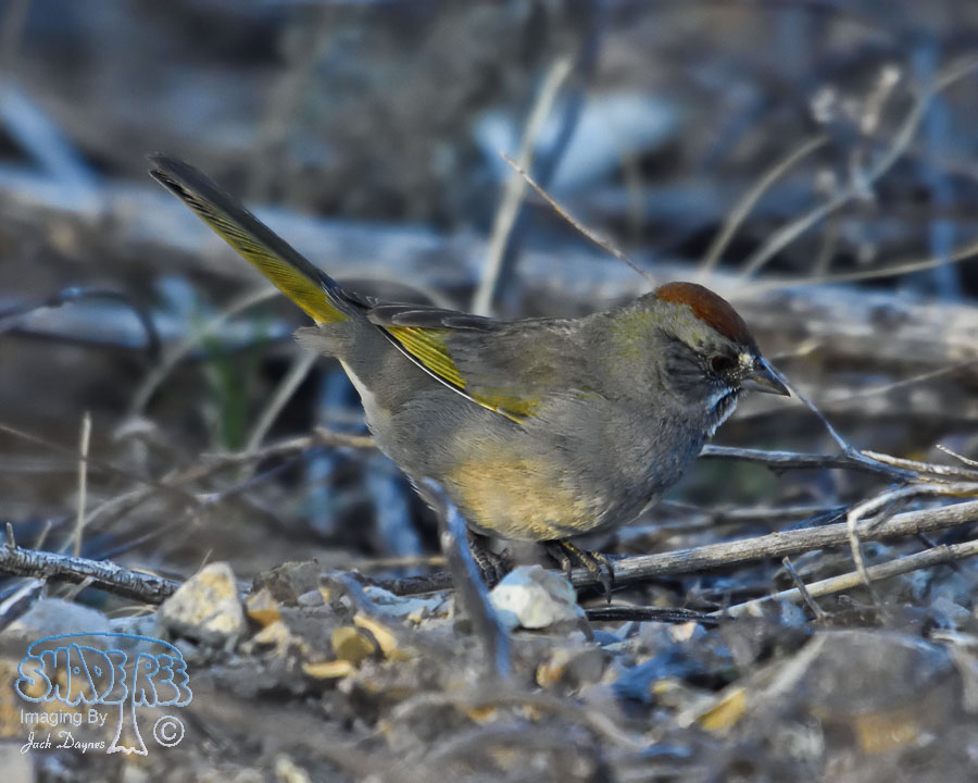 Green-Tailed Towhee - Pipilo chlorurus