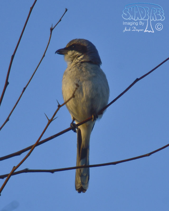 Loggerhead Shrike - Lanius ludovicianus