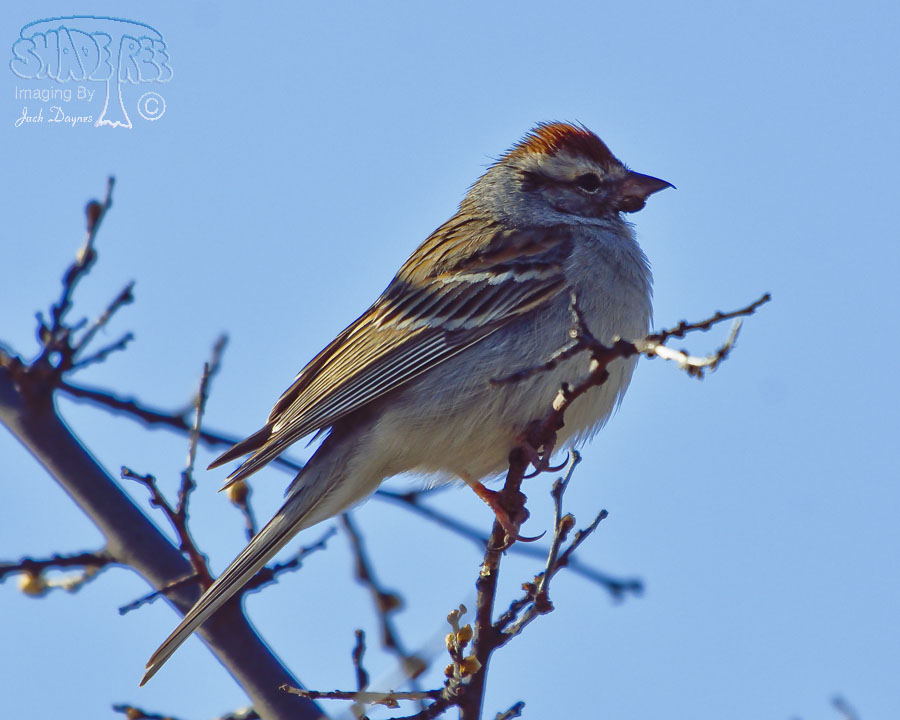 Rufous-Winged Sparrow - Aimophila carpalis