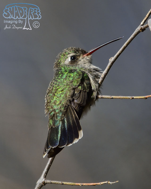 Broad-Billed Hummingbird - Cynanthus latirostris