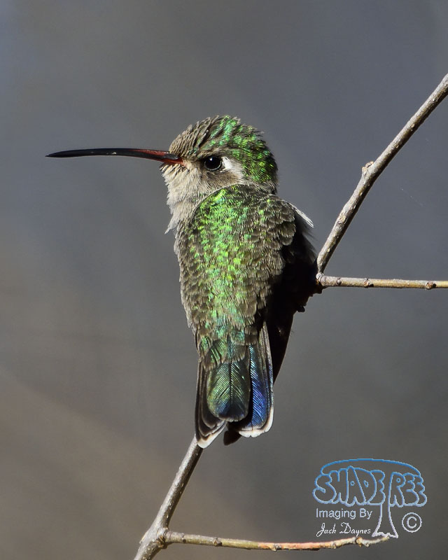 Broad-Billed Hummingbird - Cynanthus latirostris