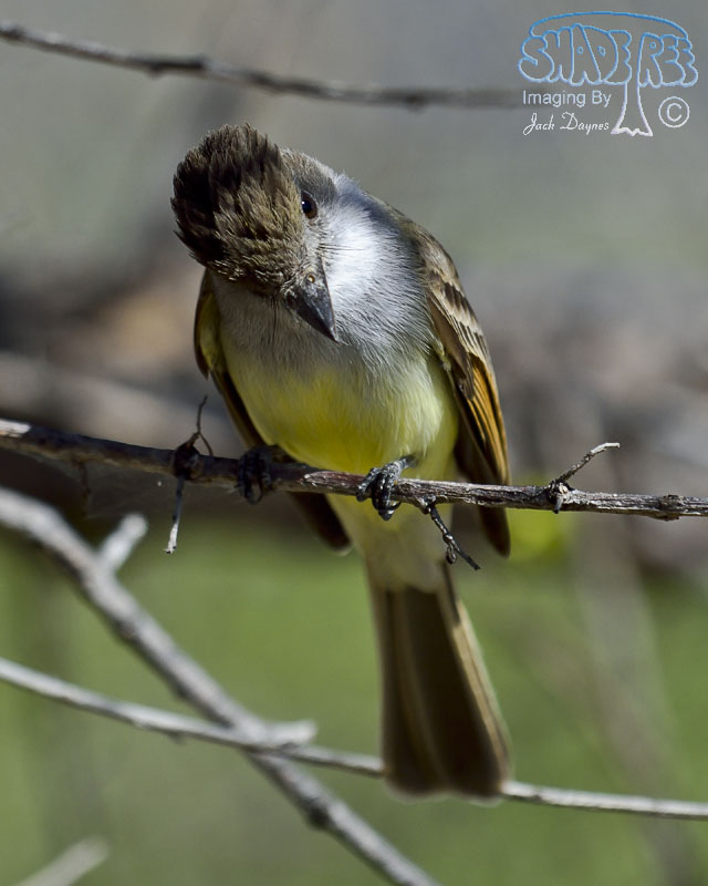 Dusky-Capped Flycatcher - Myiarchus tuberculifer