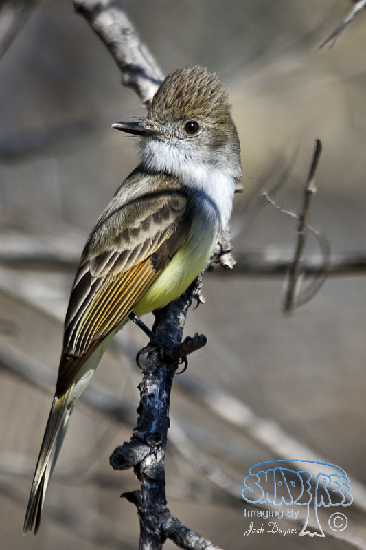Dusky-Capped Flycatcher - Myiarchus tuberculifer