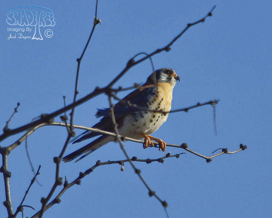 American Kestrel - Falco sparverius