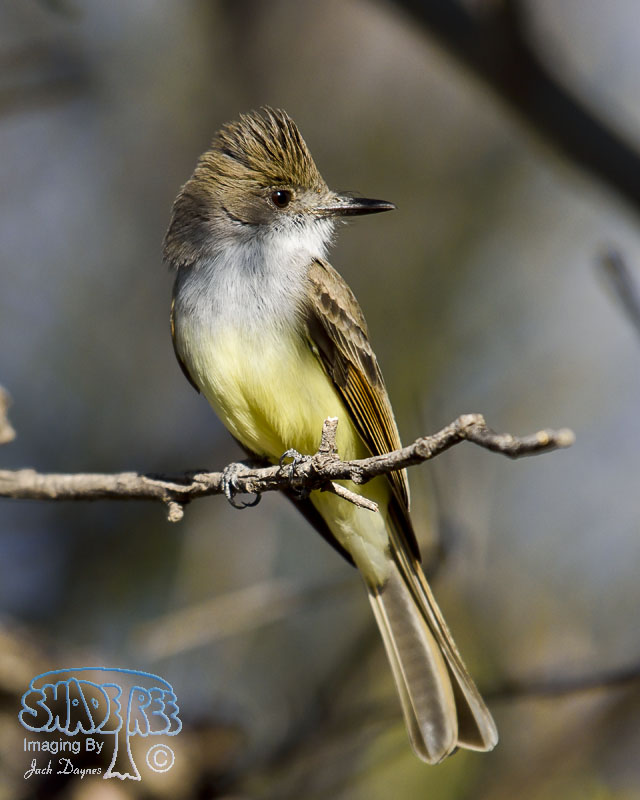 Dusky-Capped Flycatcher - Myiarchus tuberculifer