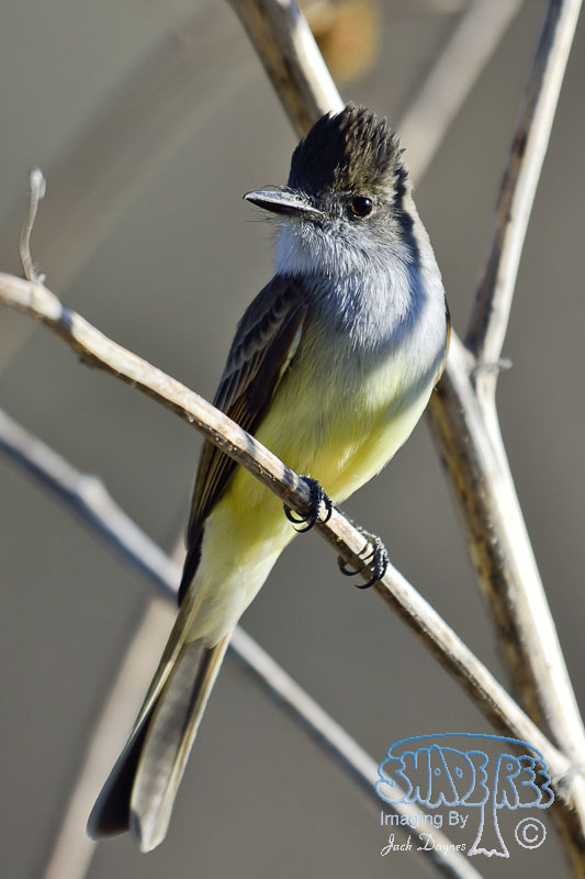Dusky-Capped Flycatcher - Myiarchus tuberculifer
