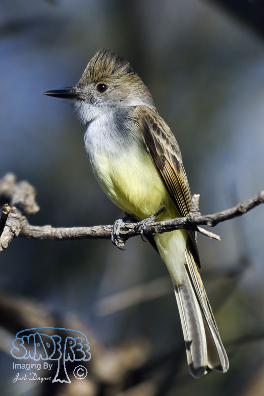 Dusky-Capped Flycatcher - Myiarchus tuberculifer