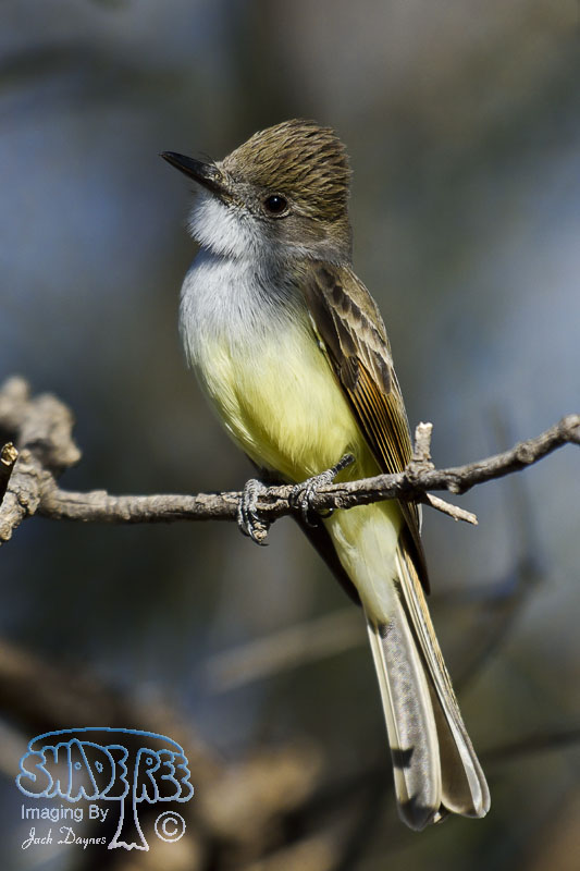 Dusky-Capped Flycatcher - Myiarchus tuberculifer