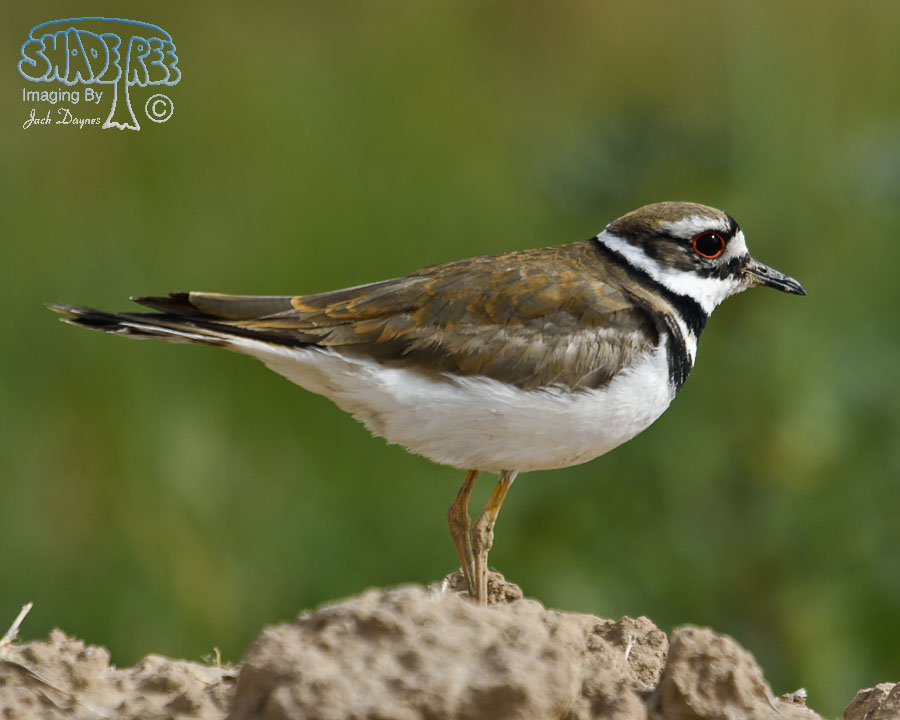 Killdeer - Charadrius vociferus