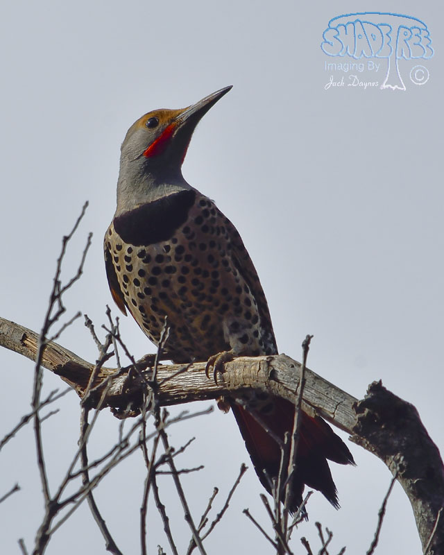 Northern Flicker - Colaptes auratus
