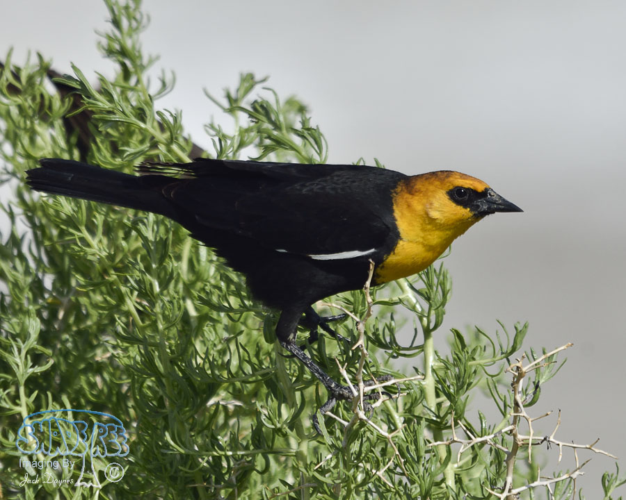 Yellow-Headed Blackbird - Xanthocephalus xanthocephalus